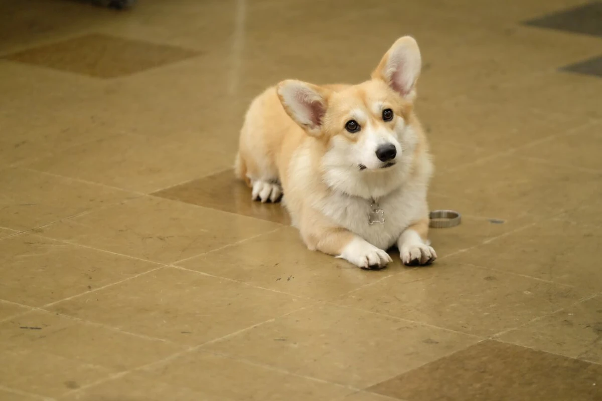 say hi to cheddar (or not)